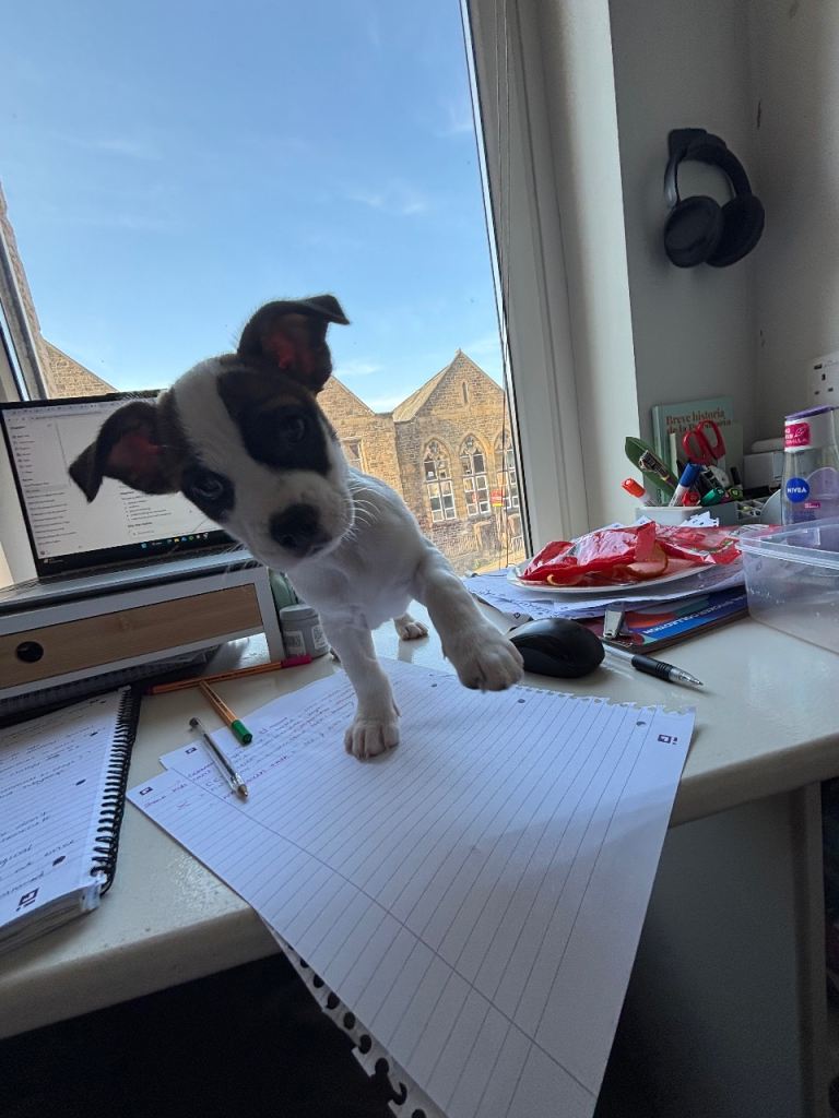 Jack Russel cross Shih Tzu Puppy for sale