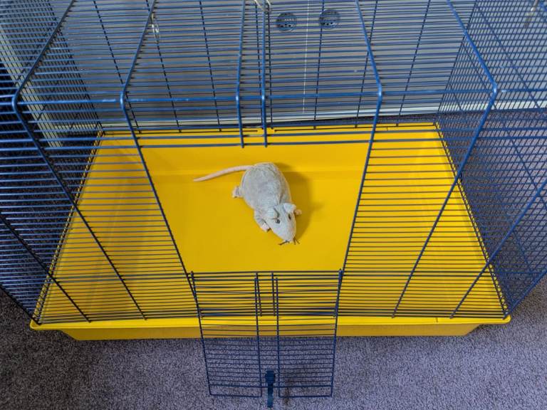 Large Hamster or Rat Cage