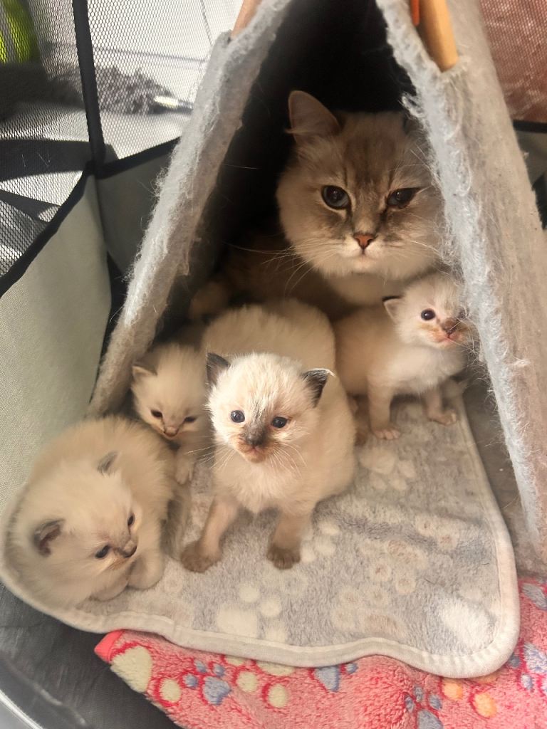 Beautiful Ragdoll Kittens