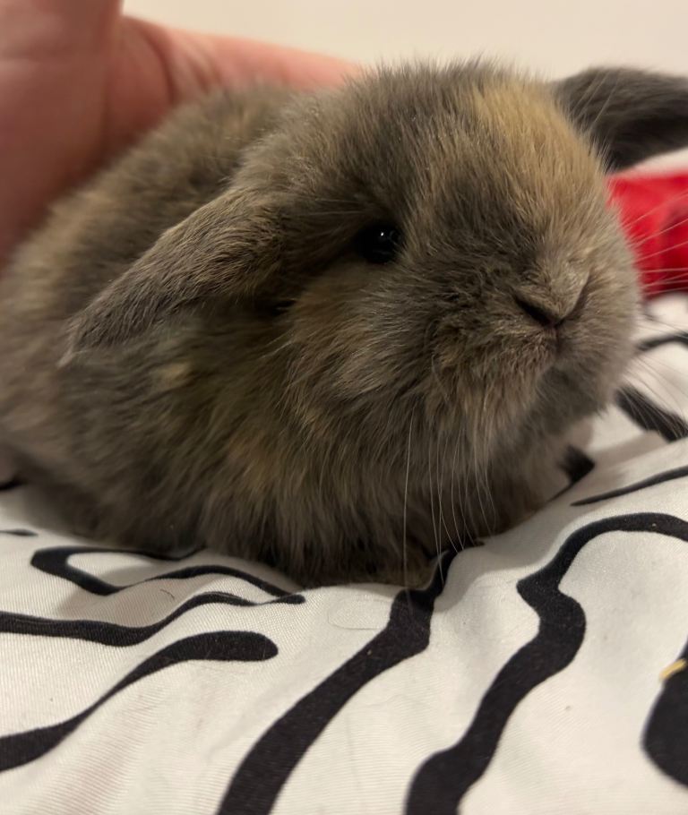 Mini lops ready to reserve 