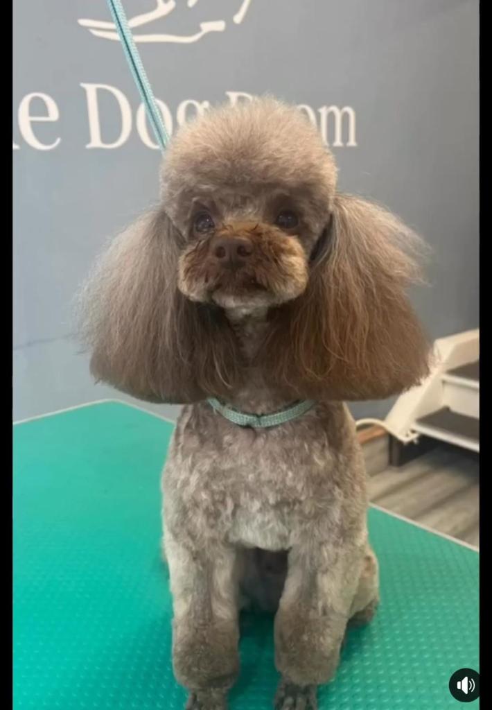 Male toy poodle