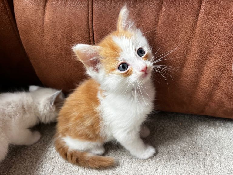 REDUCED LAST ONE! Maine coon x ragdoll kittens 