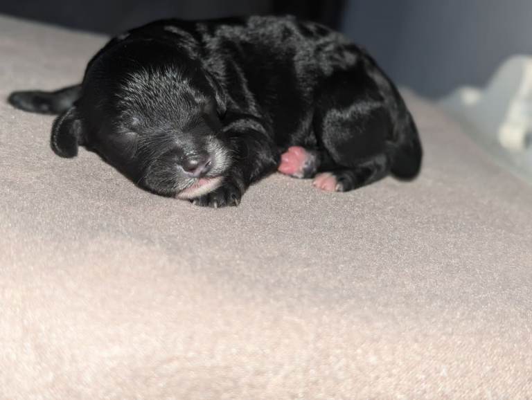Rare Cavapoochon Puppies Home Raised PRA clea