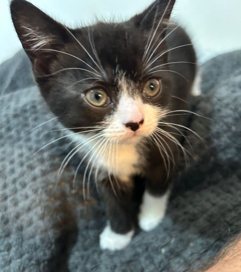 beautiful half British shorthair boy