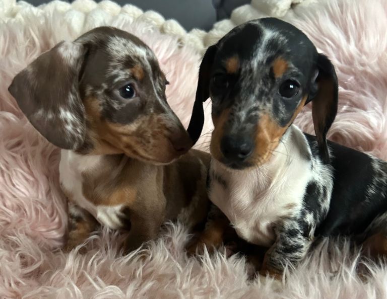 Mini dachshund 