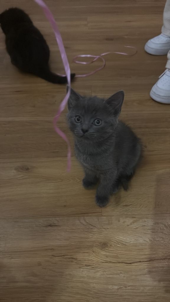 Ragdoll cross kittens 