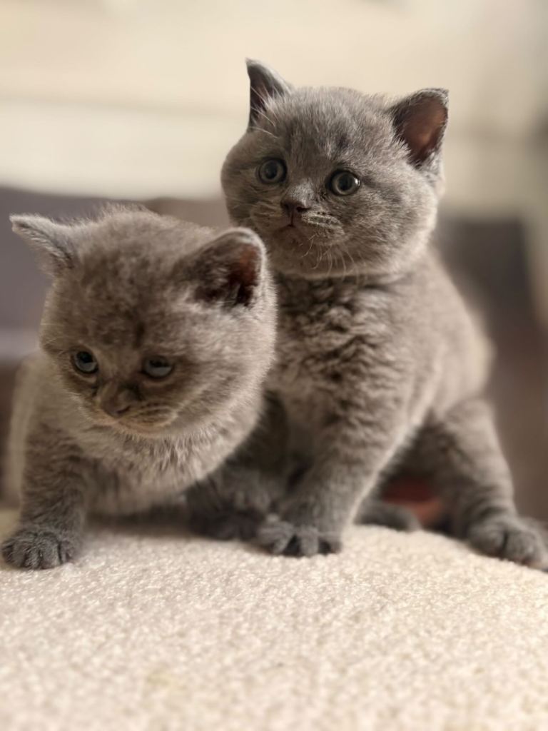 Cats 