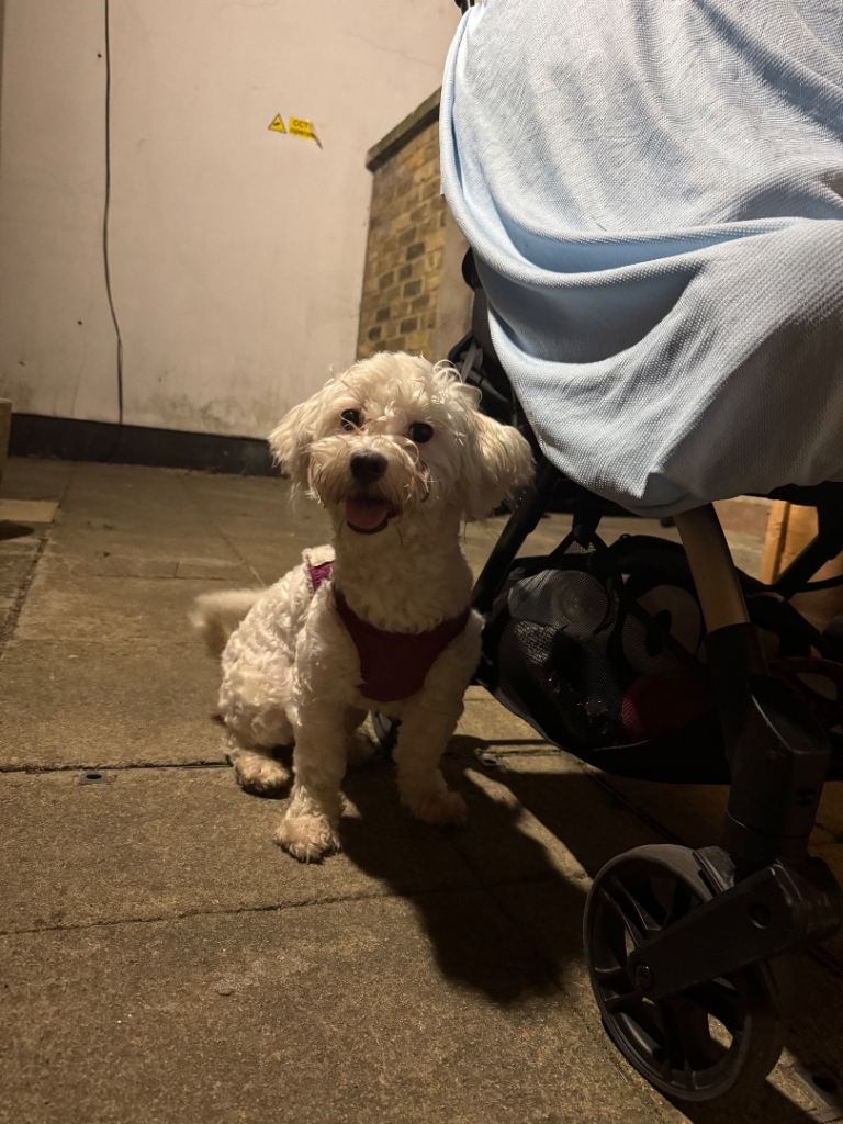 2 Beautiful Bichon Frisé Puppies – 10 Months Old – Forever Homes Wanted