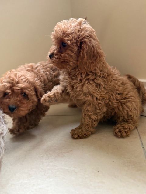 CAVAPOO PUPPYS 