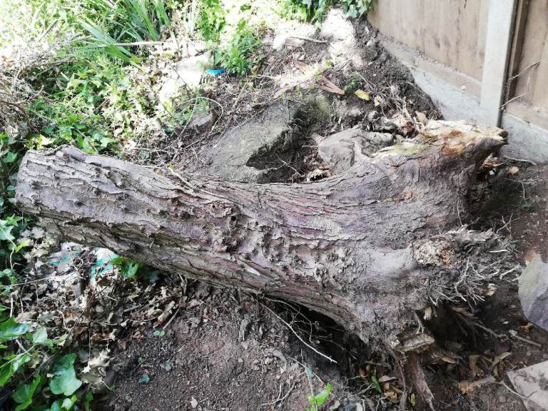 Free logs to collect