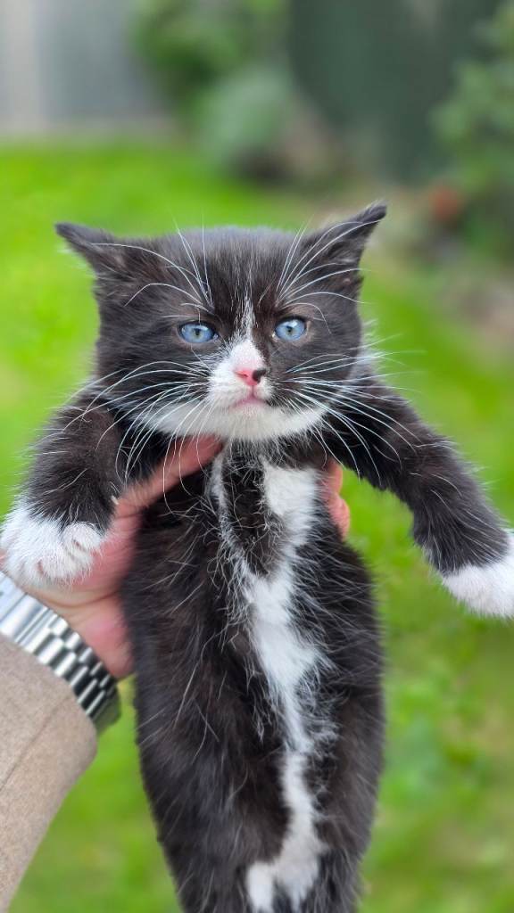 Female kitten - 10 weeks old Ready to leave