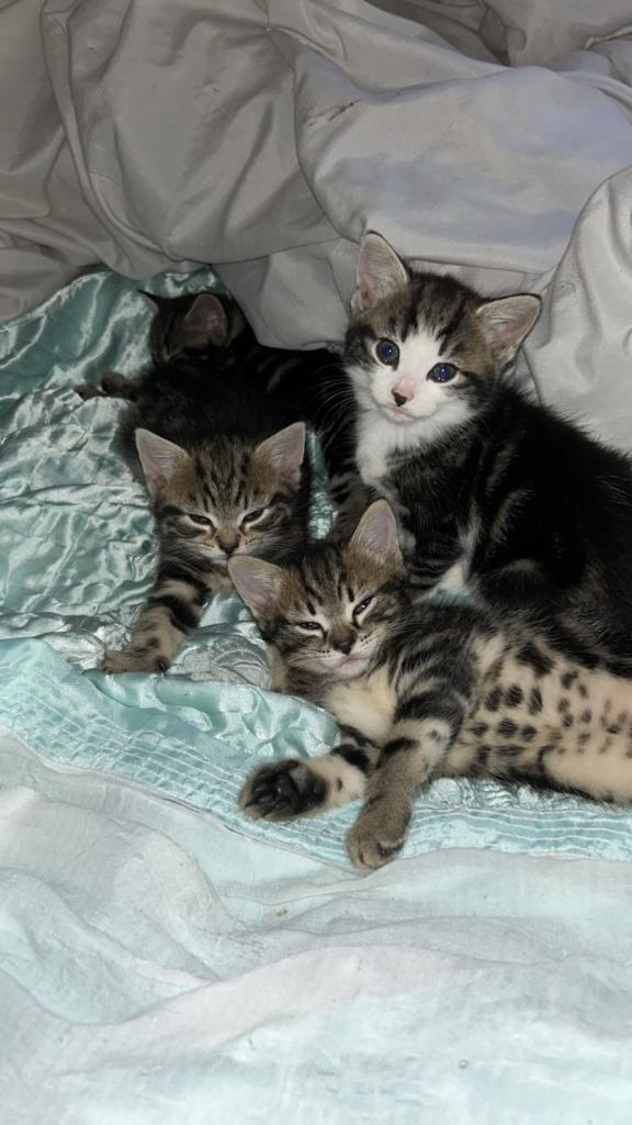 Kitten