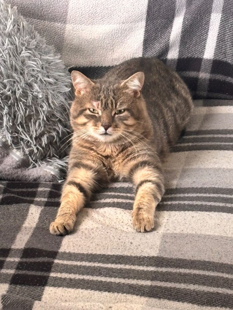 Half bengal half Persian cat 