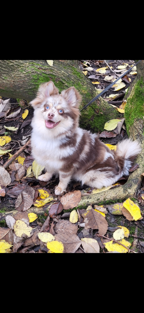 Chocolate and tan Merle female Pomsky