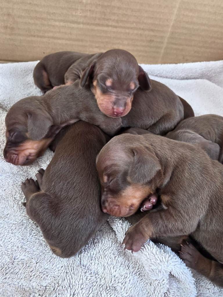 Gorgeous dachshunds ready for new homes