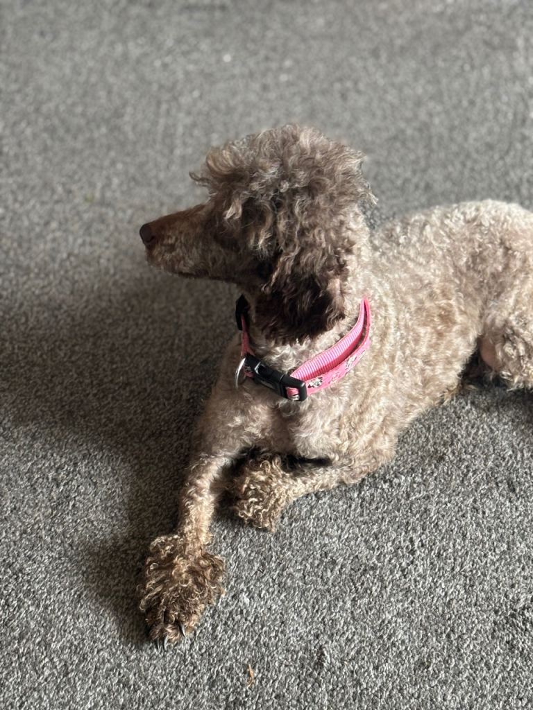 Stunning toy poodle puppies 