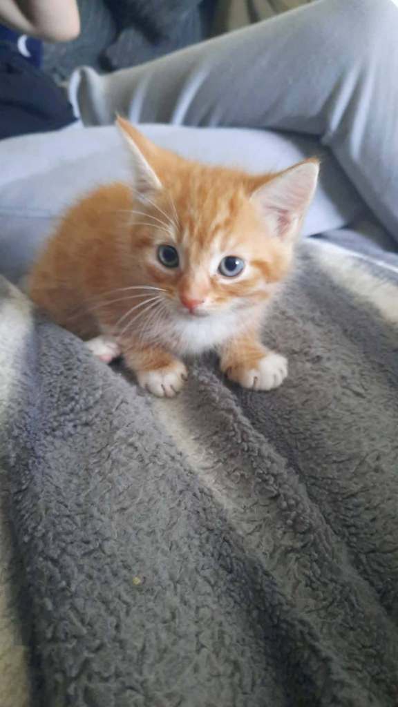 5 beautiful kittens