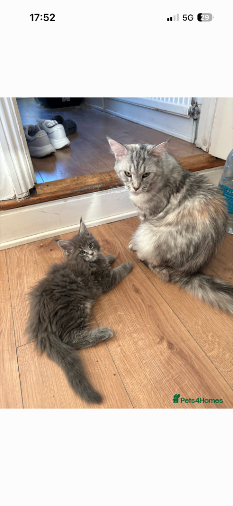 Maine coon