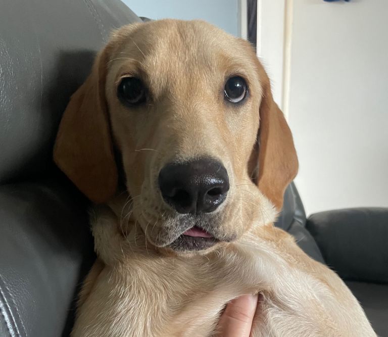 Yellow Labrador (fox red shade) 8 months old