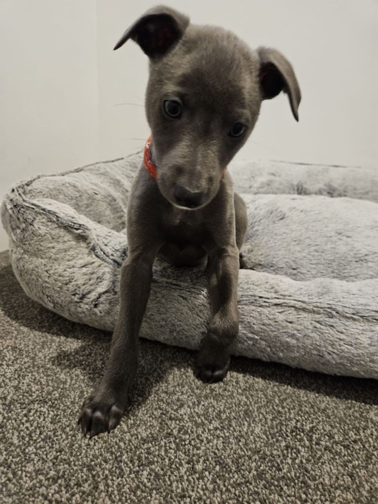 Quality KC reg whippet pup *1 boy available*