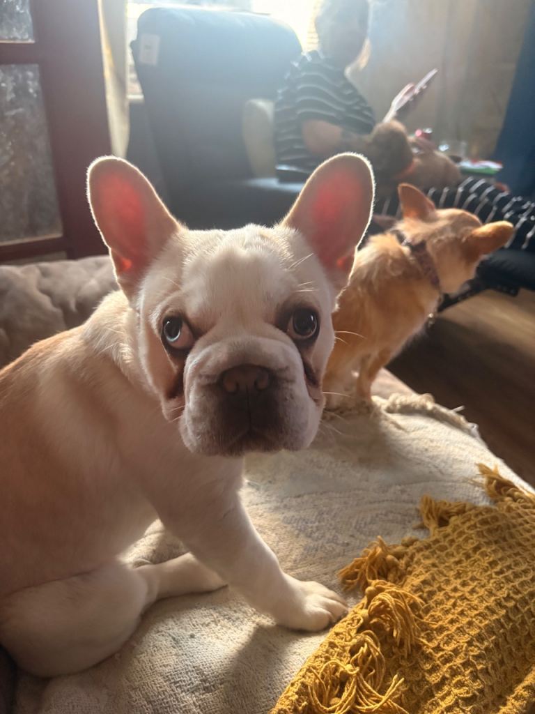French bulldog 
