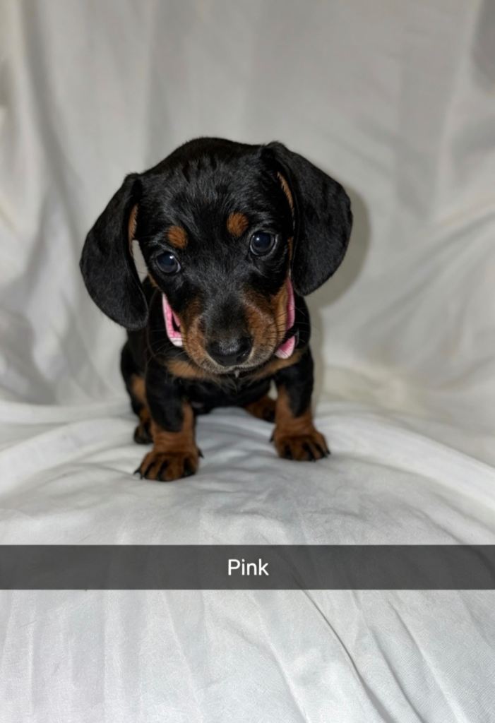 6 Black and Tan miniature dachshunds 🐶