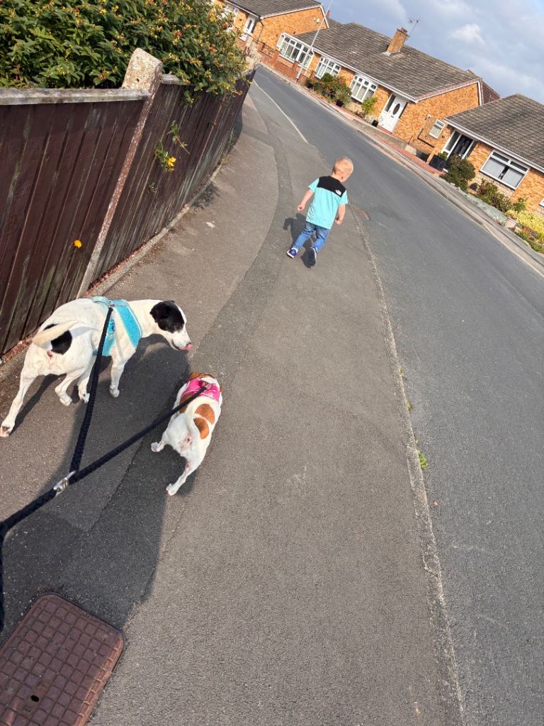 Two beautiful girls need rehoming!