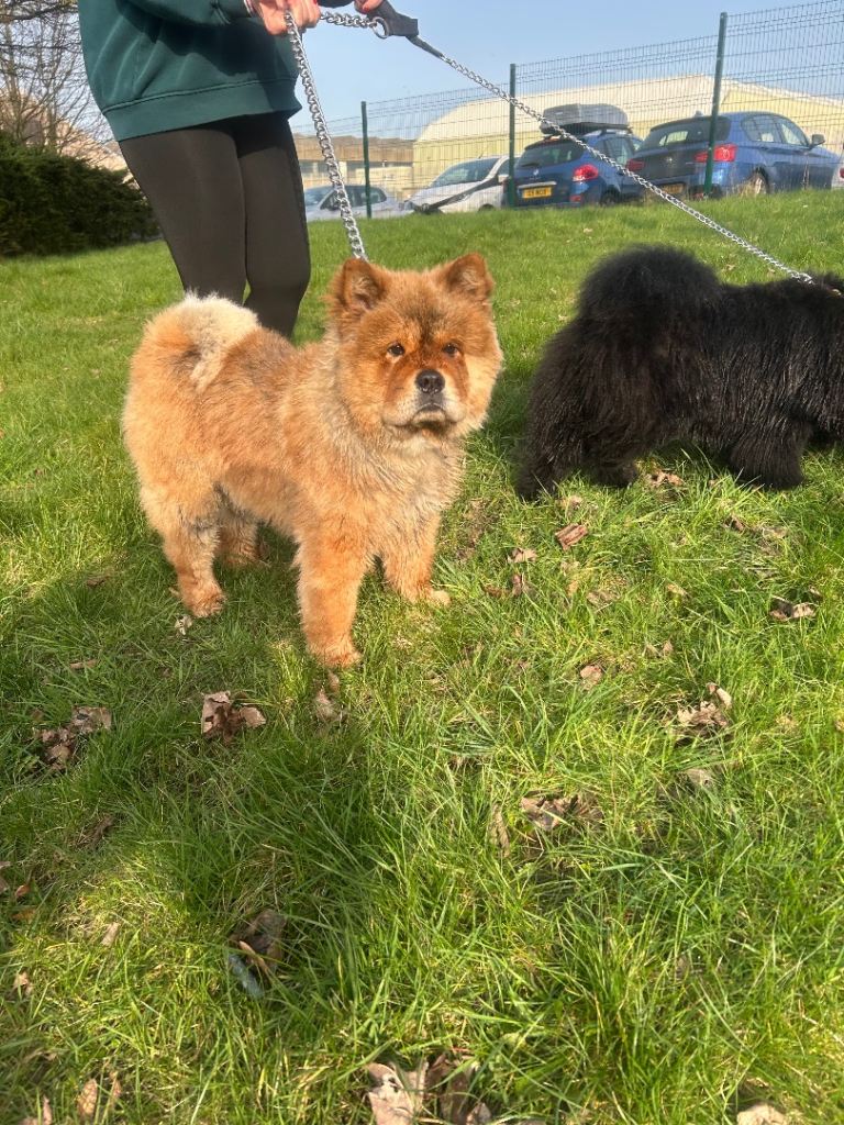 2x Chow chow puppies KC certificates