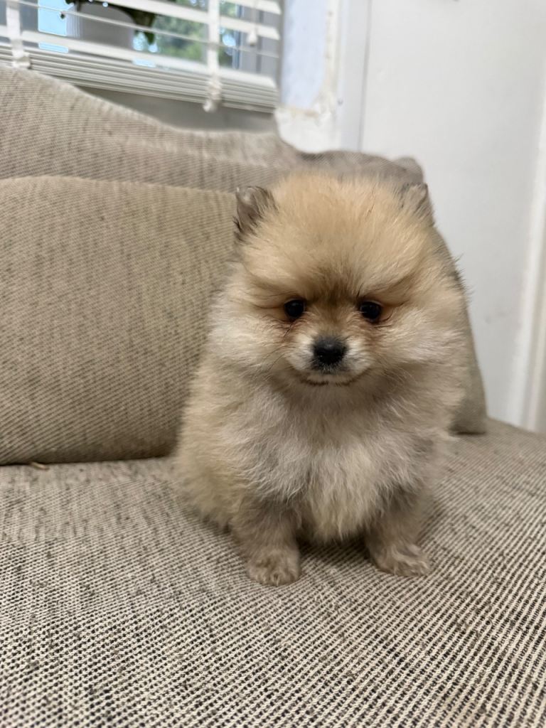 Pomeranian 
