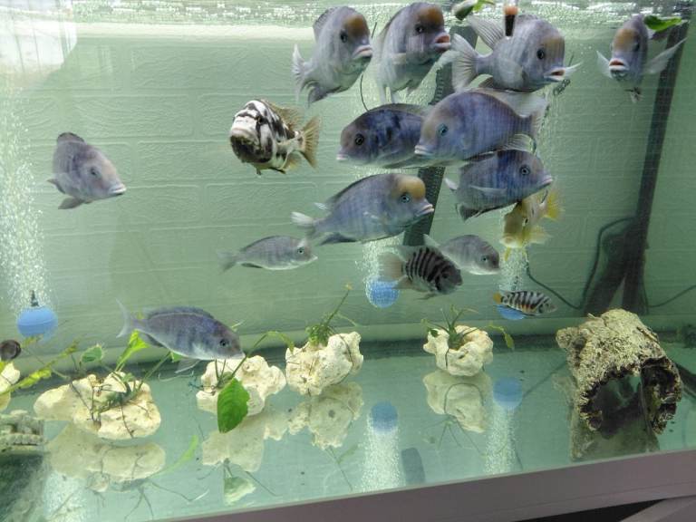 Jewel 5ft Aquarium with stand and FX6 filter