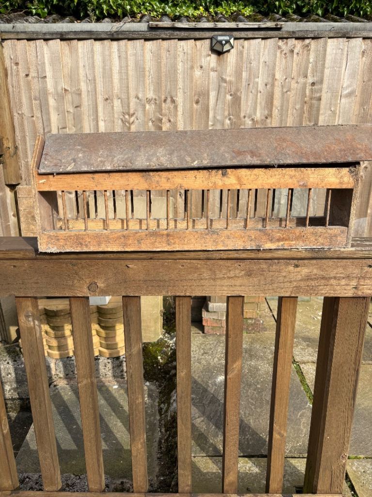 Large pigeon dove feeder 