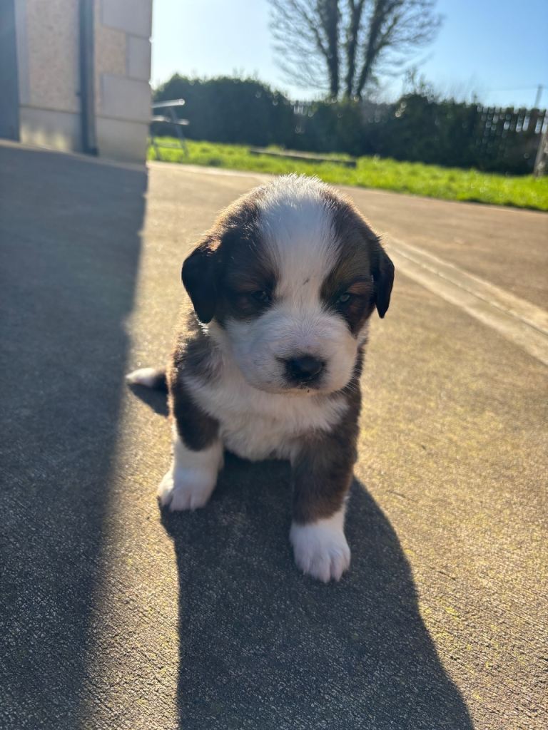 Saint Bernard x Bernese Mountain