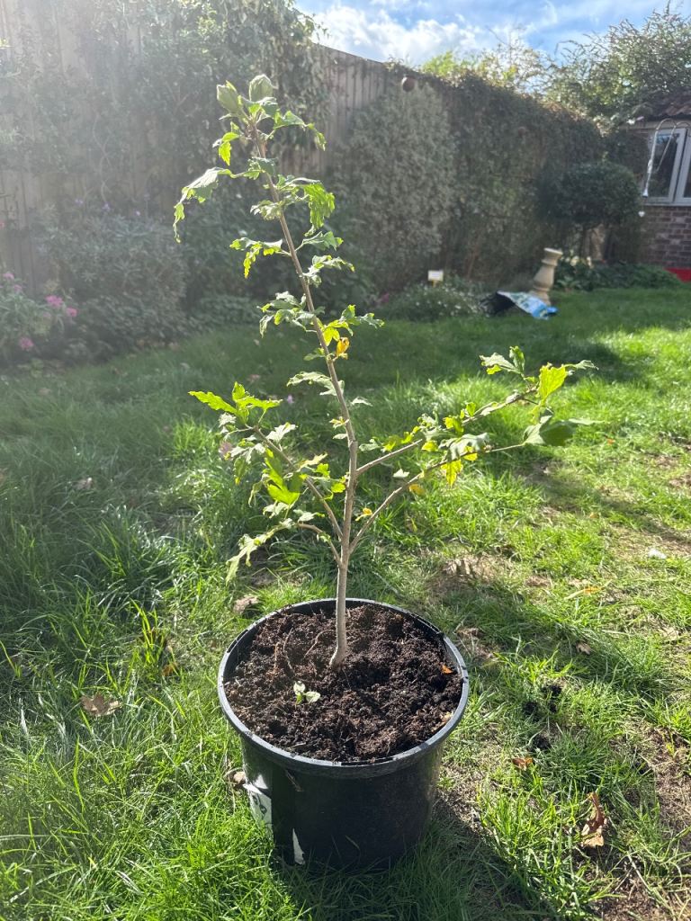 Hibiscus shrub excess to requirements. 