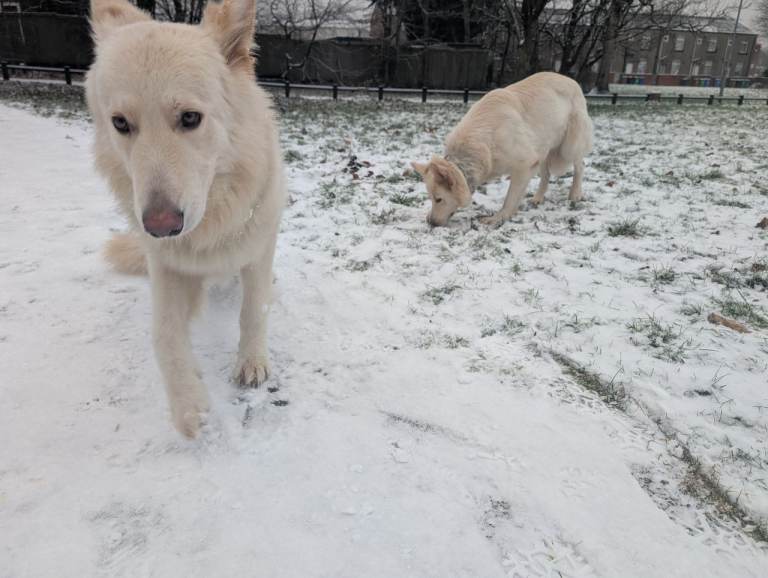 One king white Shepherd and One Swiss white shepherd.