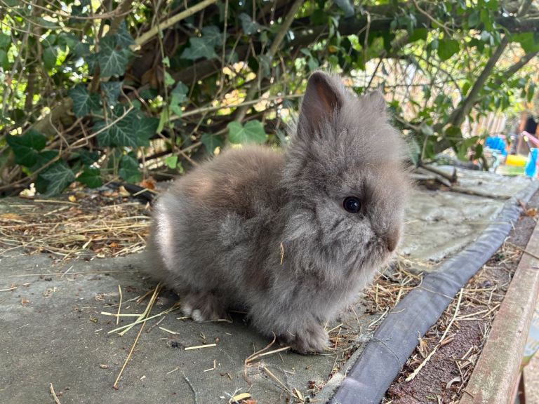Last lil lionhead baby boy