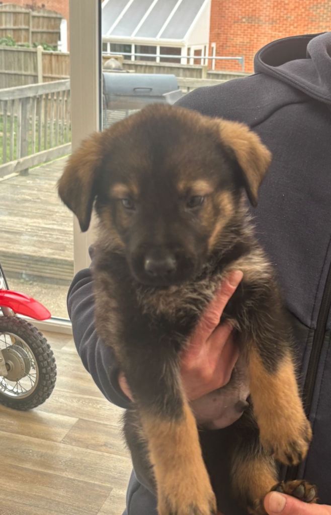 Jerman shepherd cross Rottwiler 