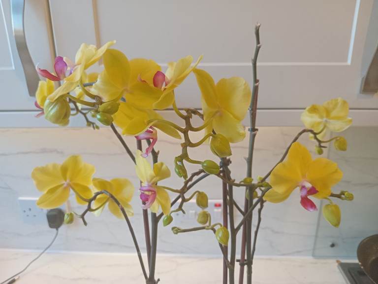 Orchids blooming