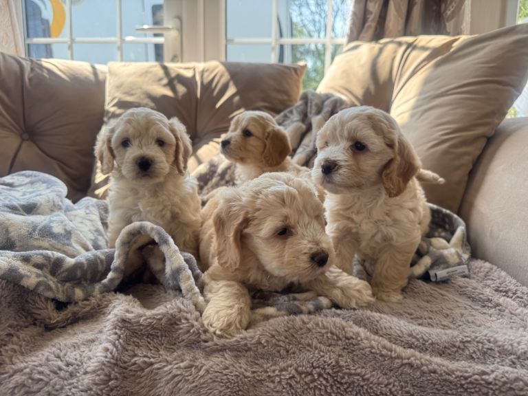 Cockapoo puppies 