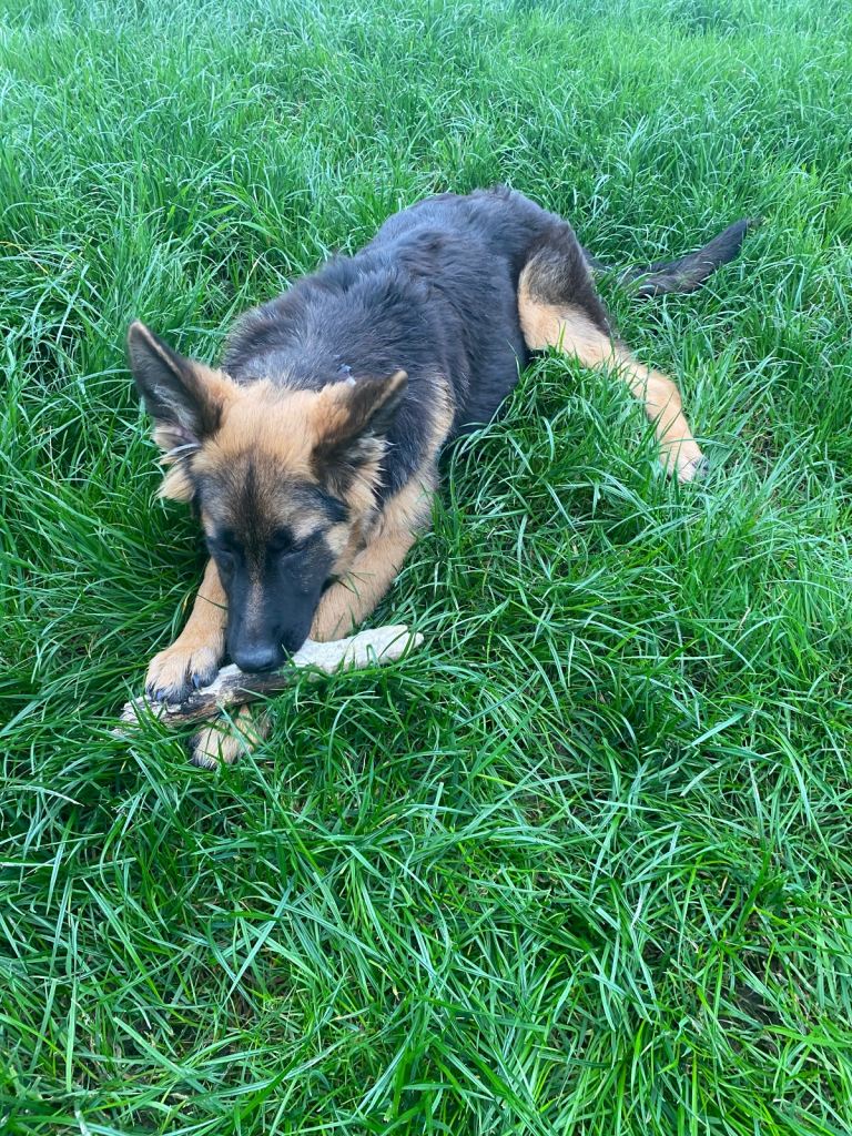 German shepherd 6 months old 