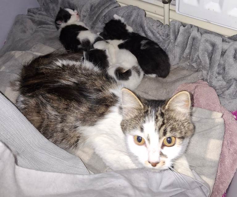 Kittens  mother part rag  (all homed pending collection)