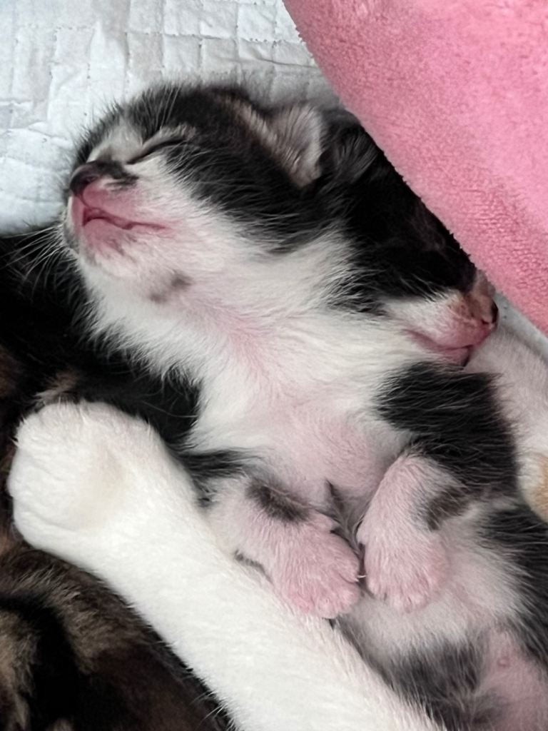 Beautiful and very playful kittens