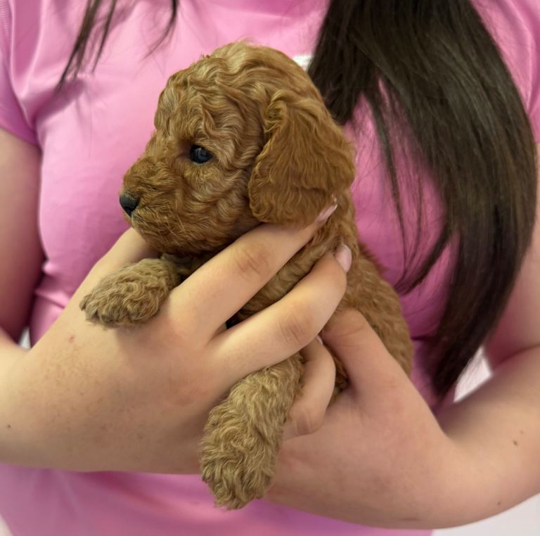 Beautiful F1B - Cavapoo Puppies Looking For Their Forever Homes 🐶❤️