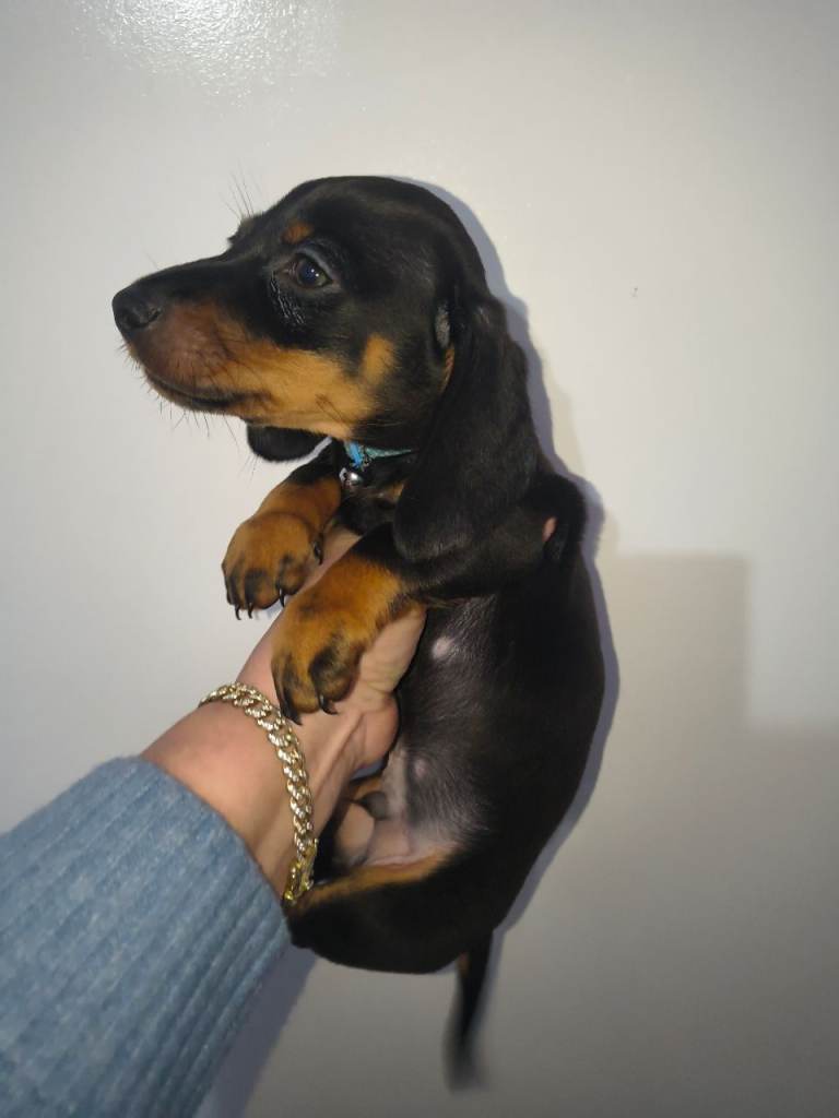 Full breed miniature dachshund for sale 
