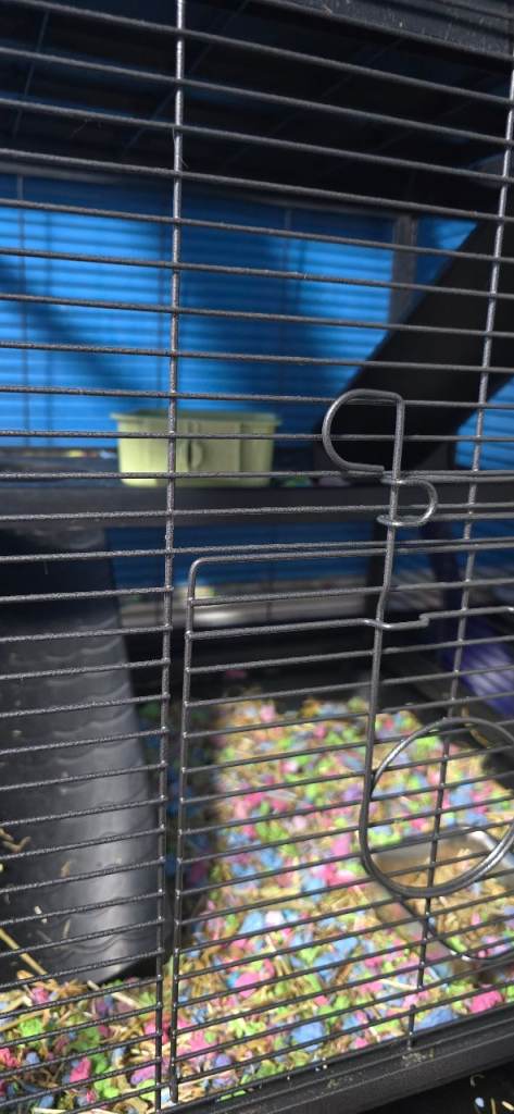 2 male rats (edited)