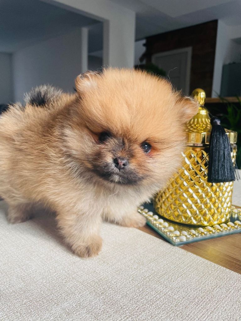Beautiful Pomeranian Puppies looking for loving homes