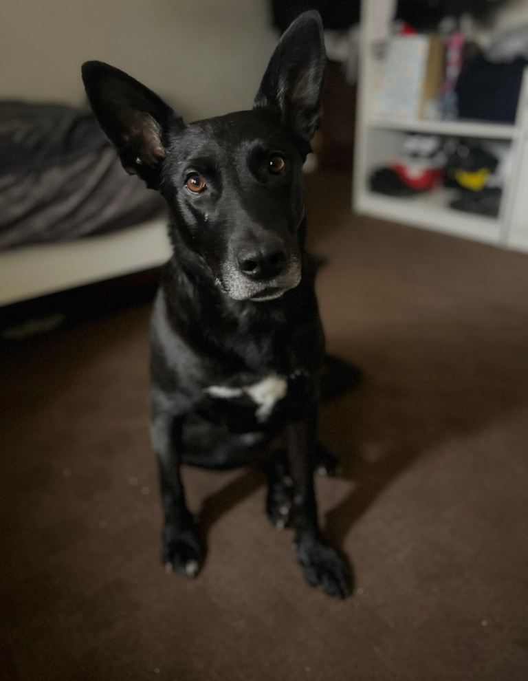 Looking to rehome Karma