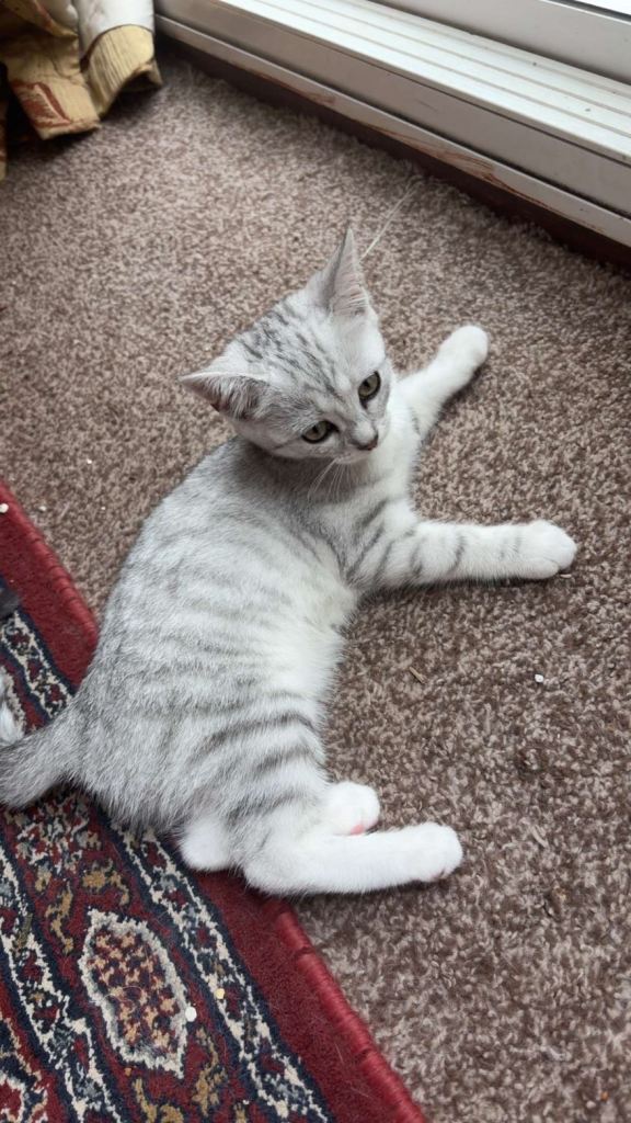 Scottish straight kitten