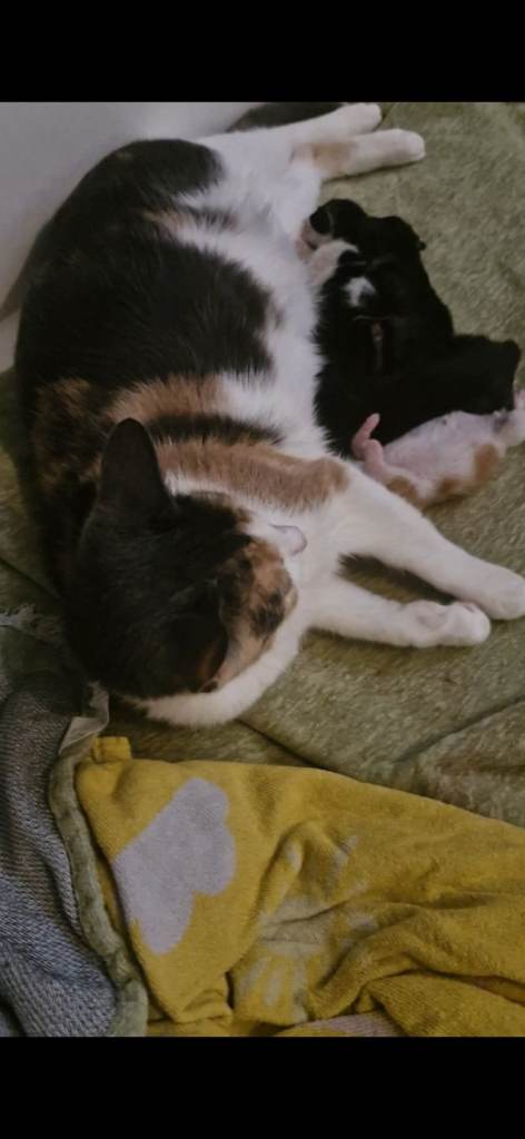 Kittens for sale 8 weeks old