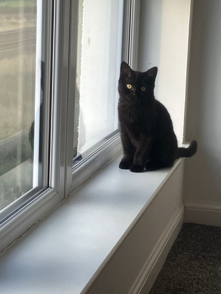 Cuddly boy needs home