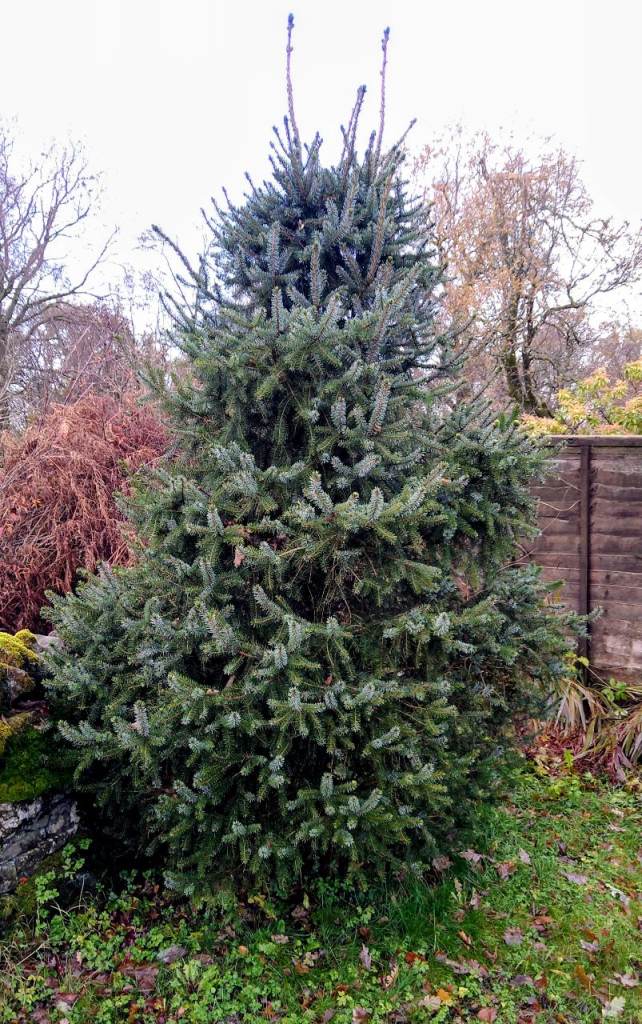 Free cut your own Christmas tree